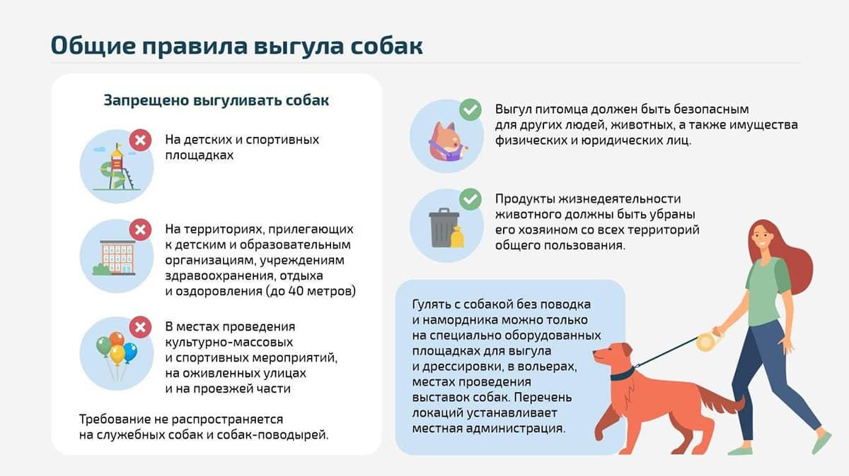 Общие правила выгула собак